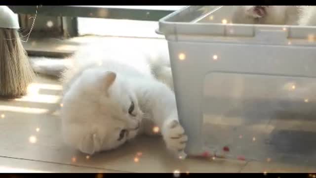 Once you start stroking the cat's back, people have no right to stop