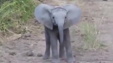 Look at the anger of the elephant 🤣🤣