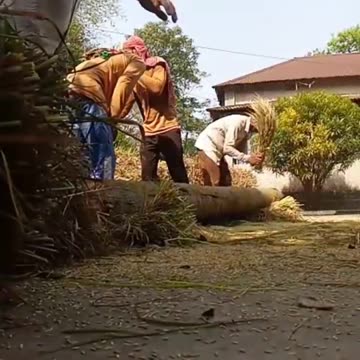 The festival of new paddy growing in the farmer's house.