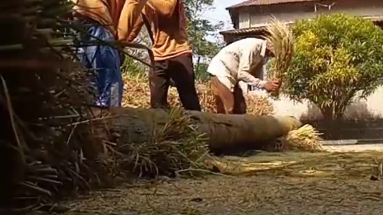 The festival of new paddy growing in the farmer's house.