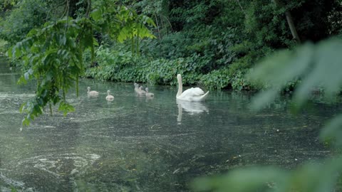 A family of swans swims in the water