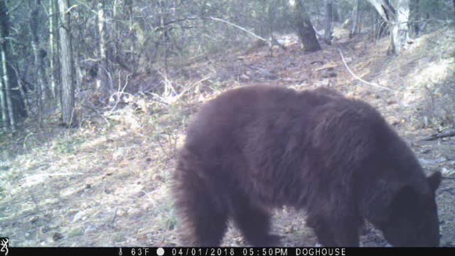 Bear Versus Trail Cam