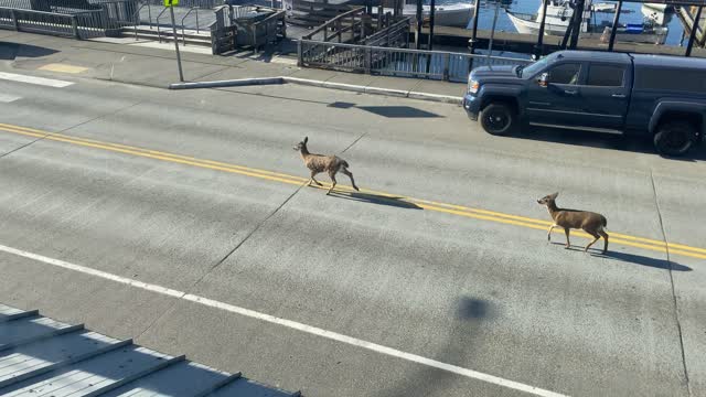 Pair of Deer Hoof Their Morning Commute