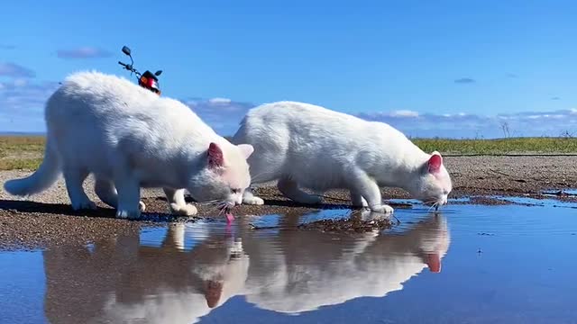 Under the blue sky and white clouds-Two pet cats' daily life