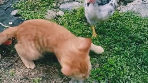 What cat and chicken 🐔 😄