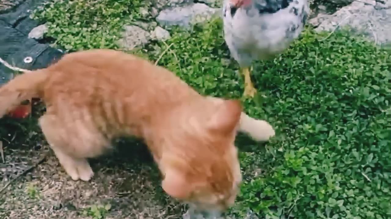 What cat and chicken 🐔 😄