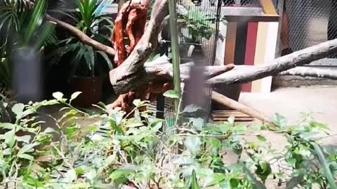 Talking parrots