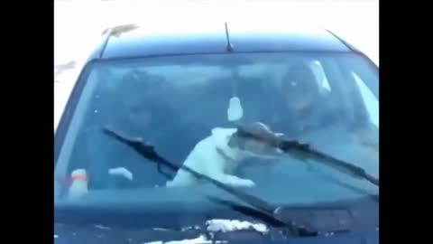 cool dog