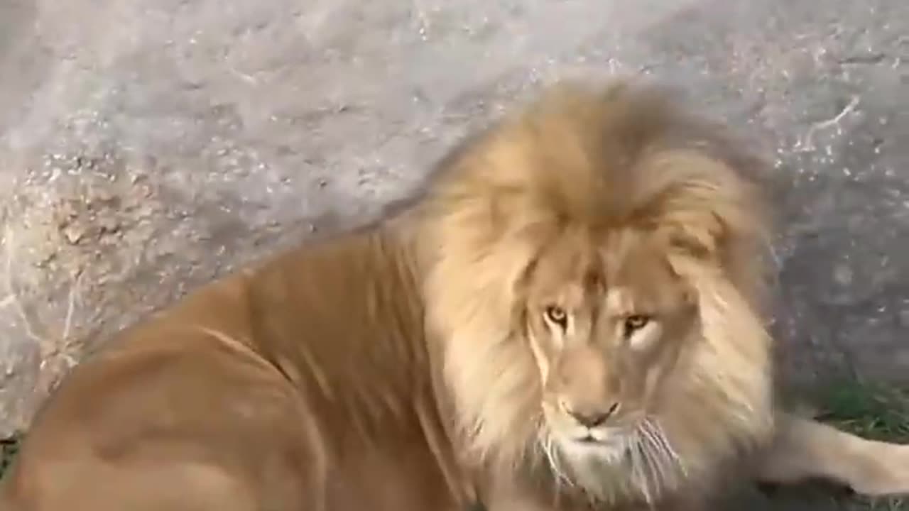 Lion funny reaction 😅