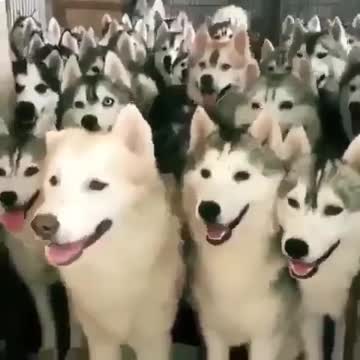 Funniest Animals - Best Of The 2021 Funny Animal Videos #2 Super Funny Dog Videos