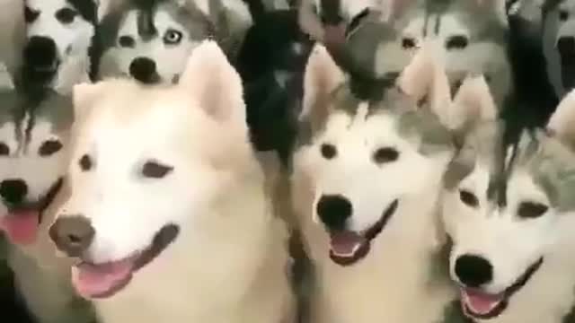 Funniest Animals - Best Of The 2021 Funny Animal Videos #2 Super Funny Dog Videos