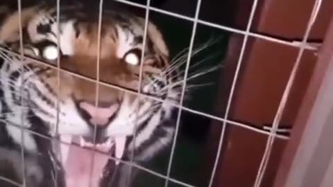 Here is the difference between Lion roar and Tiger roar! 🦁🐯