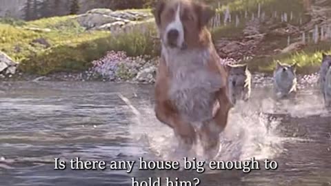 The call of the wild. Marvellous 🐕 🐕 🐕 story.