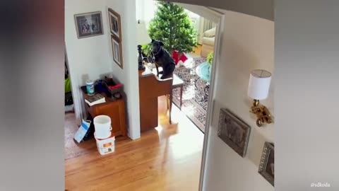 When you own a dog with IQ 200