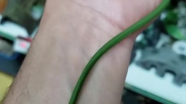 Rough green snake aka opheodryes aestovious