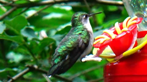 Hummingbird