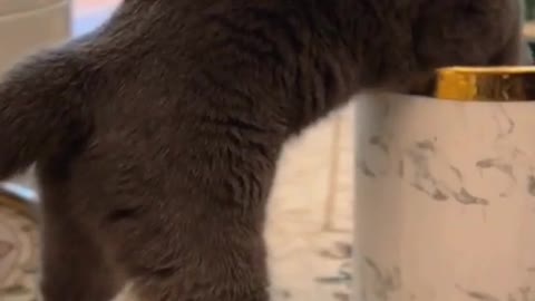 The smart cat. It prepared another proposal for itself