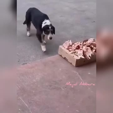 Humanity at play. See how the dogs were been fed.