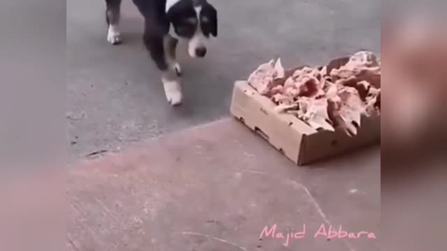 Humanity at play. See how the dogs were been fed.