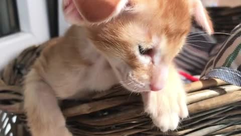 aww kitten