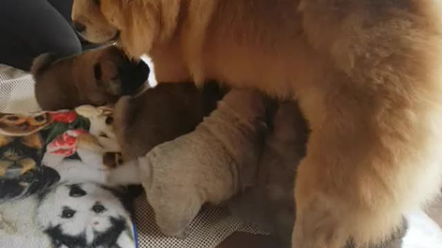 Poor mumma Chow looking after her 9 pups