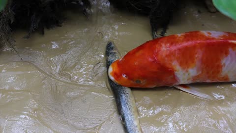 Big Python eats Alligator Goldfish Koi Carp Cooking Experiment Unusual Under Mud Unusual Cooking
