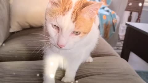 My cat aspirated on medicine & lost his voice.