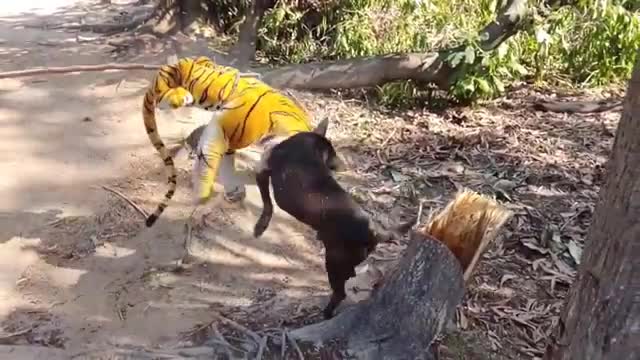 Wow Nice Pranks Dog
