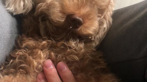 Taking care of the baby dog.