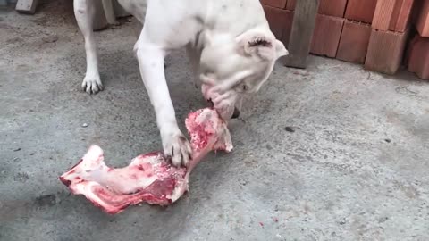 Top 10 Strongest Dogs Capable of Defeating Wild Animals-Dogs Vs Wild Animals