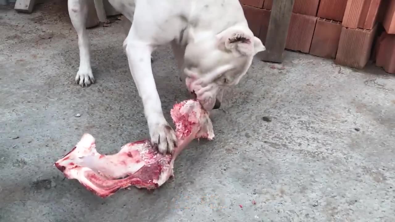 Top 10 Strongest Dogs Capable of Defeating Wild Animals-Dogs Vs Wild Animals