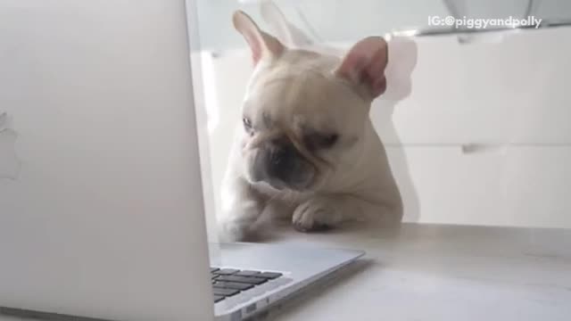Puppy trying to get computer but it is far away