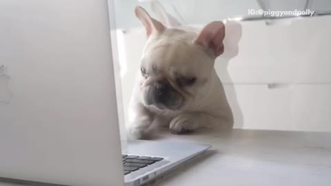 Puppy trying to get computer but it is far away