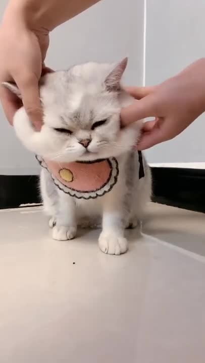 Best Of The 2021 || Funniest cat 2021 || Don't try to make laugh || Shorts video