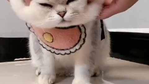 Best Of The 2021 || Funniest cat 2021 || Don't try to make laugh || Shorts video