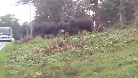 Elephant attack in Kerala 2017 Elephant attack [SiGator]