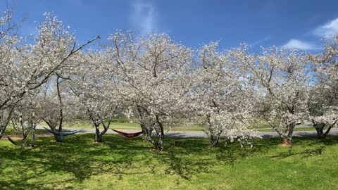 Cherry Blossom Trail in Macon, GA