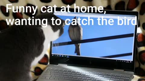 Funny cat Clever at home