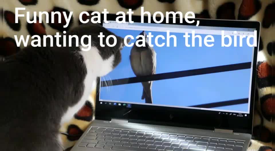 Funny cat Clever at home