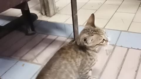 playing with cut babe cat