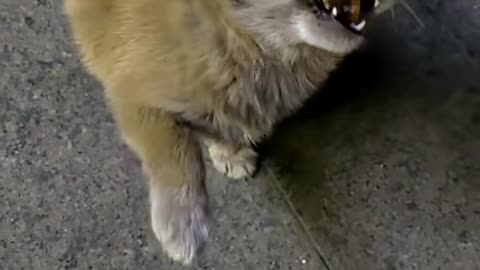 Stray dogs are very lovable, which is probably the reason why they are so chubby
