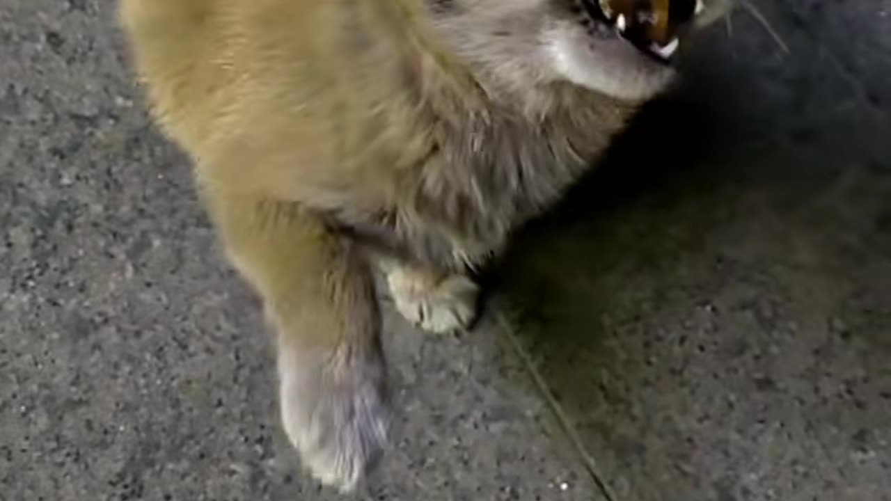 Stray dogs are very lovable, which is probably the reason why they are so chubby