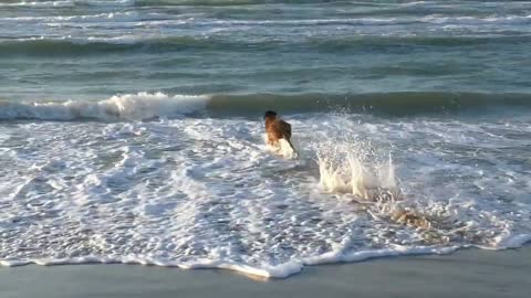 The dog swimming in the water