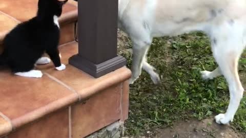 cat plays with a dog
