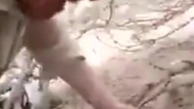 Funny video