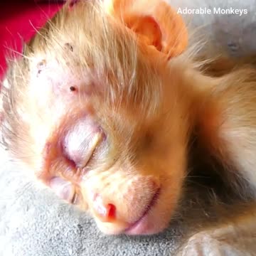 So Pity Orphan Baby Monkey - Adorable Monkeys #002