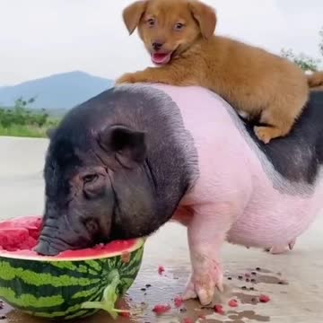 cute baby animals|cute animal videos|funny animals|Susan bro|#cute|#shorts