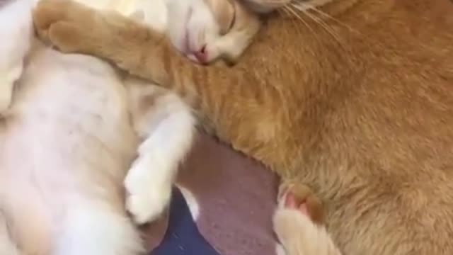 Kitten mother is going to sleep with her kitten