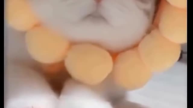Short Videos of Cute and Adorable Animals - Ep2