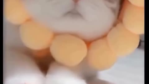 Short Videos of Cute and Adorable Animals - Ep2
